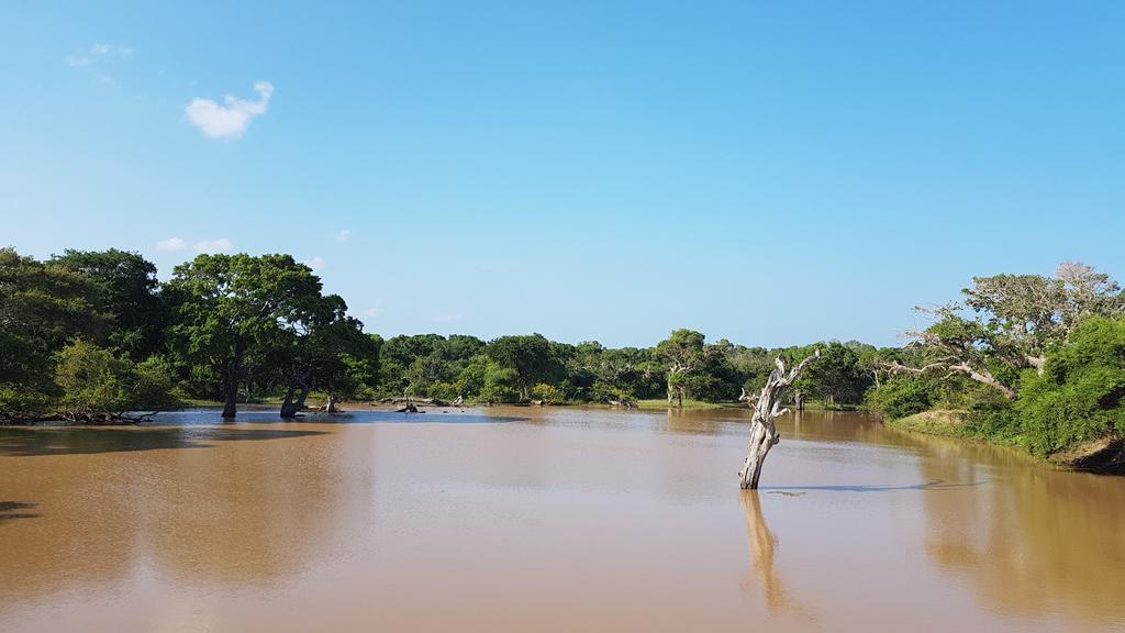 Wild Panthera Yala 蒂瑟默哈拉默 外观 照片